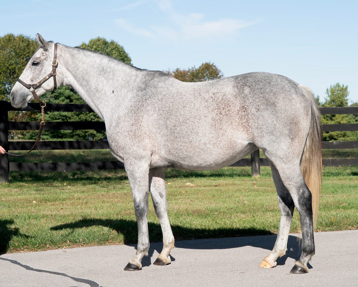 Inglis Digital Image