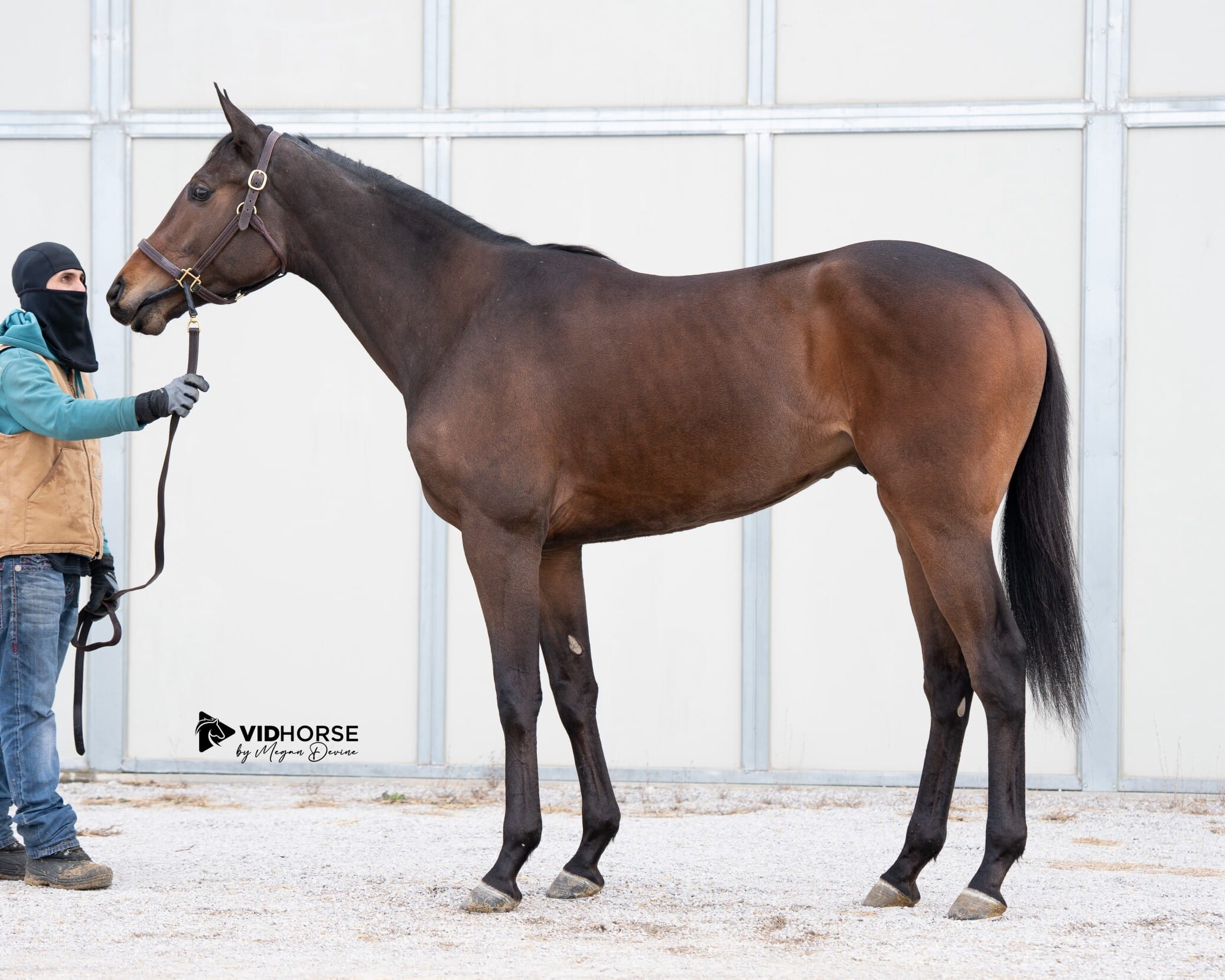 Inglis Digital Image